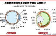 鱼的饵料选择：颜色真的会影响它们的食欲吗？