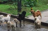 河南拟实施猛犬禁养令：50种犬种受限，公众反响如何？