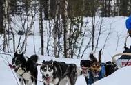 哈士奇拉雪橇，征服极地330公里奇迹之旅