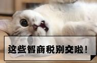 猫咪健康守护者：你交智商税了吗？关于常见保健品的真相