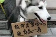 豪华犬生活：盘点那些“烧钱”宠物狗