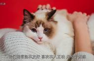 带你了解猫咪世界：从种类选择到养猫必备