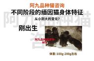 缅因猫4个月大的体重增长情况解析