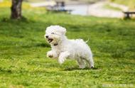 为什么高颜值的马尔济斯犬却不太受欢迎？