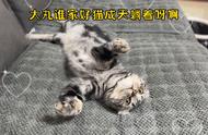 猫主子喜欢听念经？美短虎斑猫背后的故事