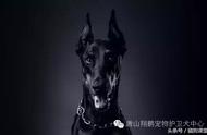 犬界翘楚：杜宾犬的全方位介绍