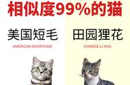 相似度高达99%的猫，让你不再有认错的尴尬