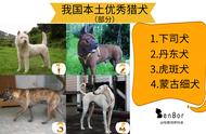 挑选猎犬的秘诀：一篇让你彻底了解宠物犬和猎犬的文章