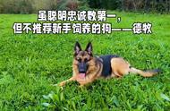 忠诚服从是第一要务，但城市新手不推荐养#德国牧羊犬