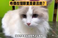 猫咪的奇特审美标准：布偶猫为何在猫眼中是最丑的？