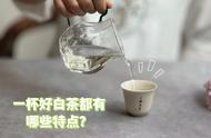 一杯优质的白茶，这七个特性你必须知道，看看你的茶是否达标？