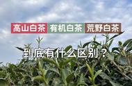 高山茶、有机茶、荒野茶：白茶的三大种类及其特点