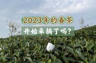 万物生长的今日，2023年春茶的开采会面临哪些挑战？