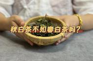 5分钟速成：揭秘春白茶与秋白茶的差异，你该选哪个？