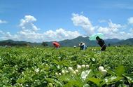 茉莉花茶的全面解读