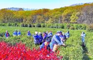 探索首批钟山雨花茶的采茶之旅