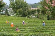 湖北保康：秋日里的茶叶盛宴