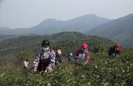 揭秘庐山云雾茶春茶的开采过程