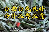 了解茶知识：白茶白毫银针为何如此珍贵？