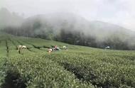 醉在太平猴魁的兰香中