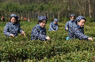 社会热点：南京钟山雨花春茶的春季采摘