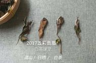 白茶压饼的争议：好茶不压饼？看专家如何解析