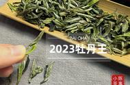 品鉴2023牡丹王：太姥白茶的独特韵味