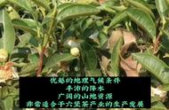 品味六堡茶：揭秘其独特特点