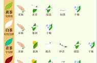 茶叶初学者必备：最靠谱的入门知识大全（干货！强烈推荐）