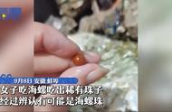 罕见海螺珠，价值几何？