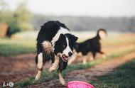 传说中智商最高的犬类：边境牧羊犬的尴尬期