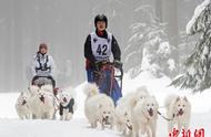 德国举办雪橇犬大赛，狗狗吐舌狂奔引热议！