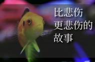 海洋世界的未知之谜：海缸里的鱼抑郁症揭秘