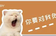 猫主子健康保障：养猫必备小药箱全解析