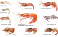 虾类大解密：对虾、罗氏虾、北极甜虾如何轻松鉴别？