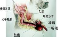 狗狗耳朵的秘密：为何生病难以察觉？