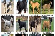 连云港城区宠物狗禁令：这46种犬只禁止饲养！