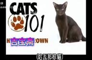 哈瓦那棕猫知识大揭秘：成为养猫达人的必修课