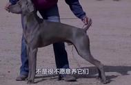 汪星人威玛猎犬的饲养指南