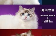 了解布偶猫的毛色世界：常见种类你能分辨吗？