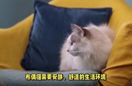 如何养护布偶猫：打造与众不同的宠物猫