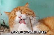 新手养猫指南：长毛与短毛的比较选择