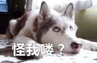 当主人不在，家中的猫狗大战谁将胜出？