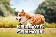 为什么我建议你别养柯基犬，看完这篇文章你就明白了！