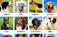 狗狗智商大比拼：前8名犬种秒懂主人心思