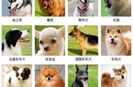 狗狗百科：178种犬种知识大盘点