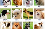 狗狗品种全集：不同犬种的魅力与特点