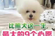 比熊犬的梦想世界：揭秘它们这一生最大的9个心愿！