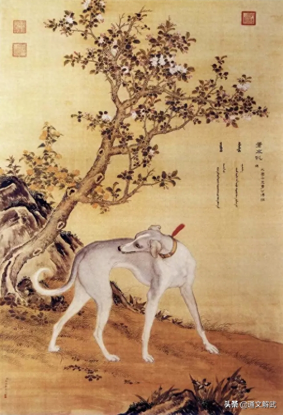 郎世宁笔下的《十骏犬图》，你能认全这十只犬分别是什么品种吗？