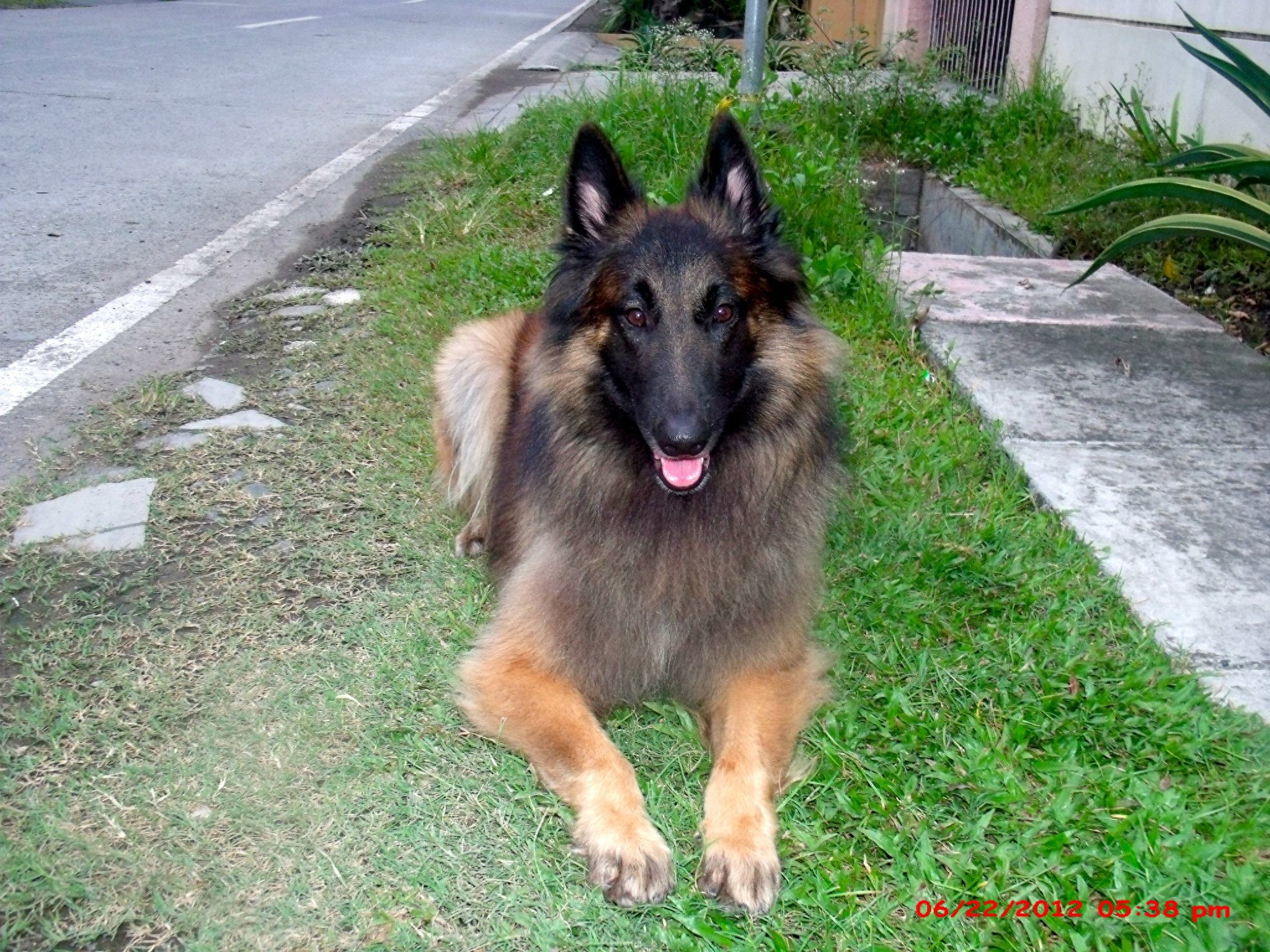 气质文雅高贵的世界名犬—比利时坦比连犬！